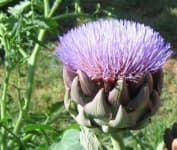 Sample 23 – Artichoke flower