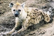Sample 3 – Hyena