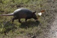 Sample 3 – Armadillo