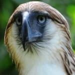Sample 6 – Philippine eagle
