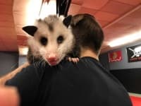 Sample 2 – Possum