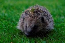Sample 6 – Hedgehog