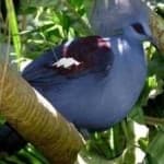 Sample 3 – Crowned pigeon