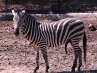 Sample 2 – Zebra