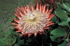 Sample 2 – King protea