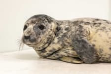 Sample 6 – Seal