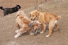 Sample 4 – Tibetan terrier
