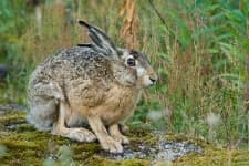 Sample 5 – Hare