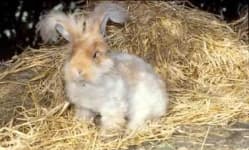 Sample 6 – Angora