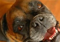 Sample 2 – Boxer