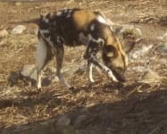 Sample 2 – African hunting dog