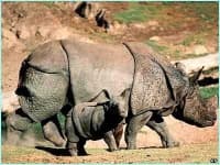 Sample 2 – Rhinoceros