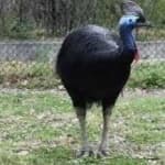 Sample 2 – Cassowary