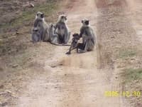 Sample 4 – Langur
