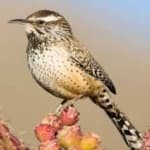 Sample 2 – Cactus wren