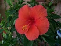 Sample 5 – Hibiscus