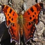 Sample 17 – Mark butterfly