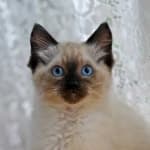 Sample 1 – Ragdoll