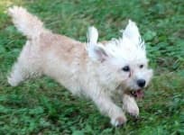 Sample 6 – Dandie dinmont