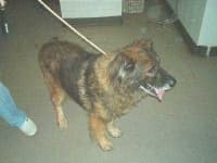 Sample 4 – Leonberg