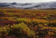 Sample 3 – Tundra