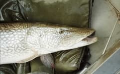 Sample 4 – Barracouta