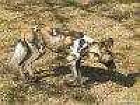 Sample 4 – African hunting dog