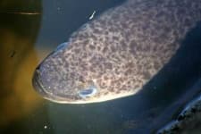 Sample 6 – Eel