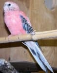 Sample 2 – Parakeet