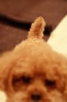 Sample 3 – Toy poodle