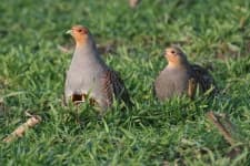 Sample 5 – Partridge