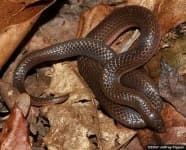 Sample 1 – Thunder snake