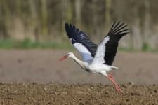 Sample 6 – Stork