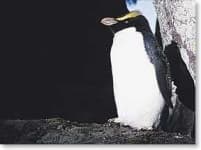 Sample 4 – Penguin