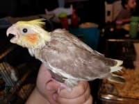 Sample 1 – Cockatiel