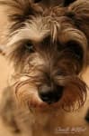 Sample 3 – Miniature schnauzer