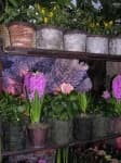 Sample 4 – Florist