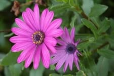 Sample 3 – Osteospermum