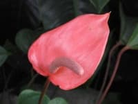 Sample 3 – Anthurium