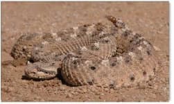 Sample 3 – Horned viper