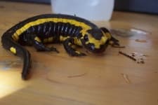 Sample 2 – European fire salamander