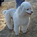 Sample 6 – Poodle