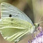 Sample 6 – Cabbage butterfly