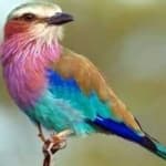 Sample 5 – Lilac roller