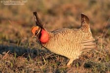 Sample 5 – Prairie chicken