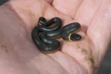 Sample 4 – Ringneck snake