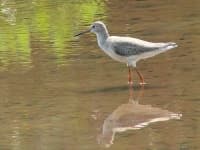 Sample 2 – Redshank