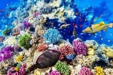 Sample 4 – Reef