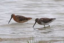 Sample 2 – Dowitcher