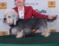 Sample 5 – Dandie dinmont